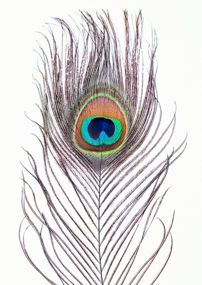 Peacock Feather art print by Kathrin Pienaar for $57.95 CAD