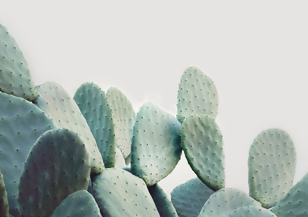 Pastel Cactus art print by Kathrin Pienaar for $57.95 CAD
