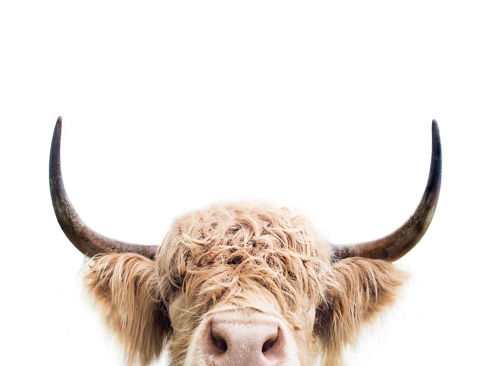 Peeking Cow art print by Kathrin Pienaar for $57.95 CAD