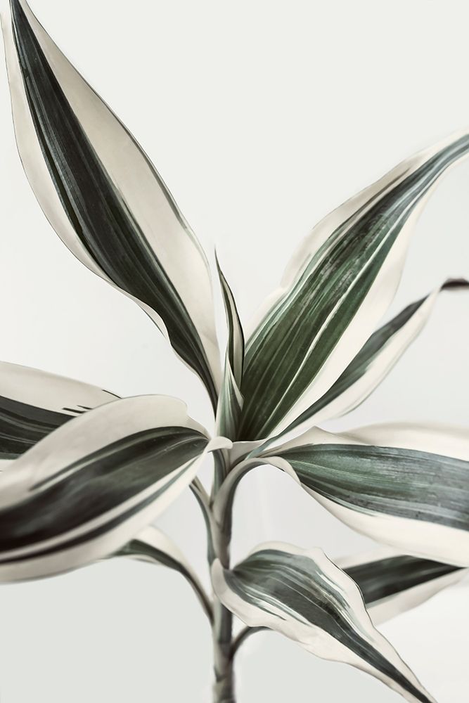 Foliage art print by Kathrin Pienaar for $57.95 CAD