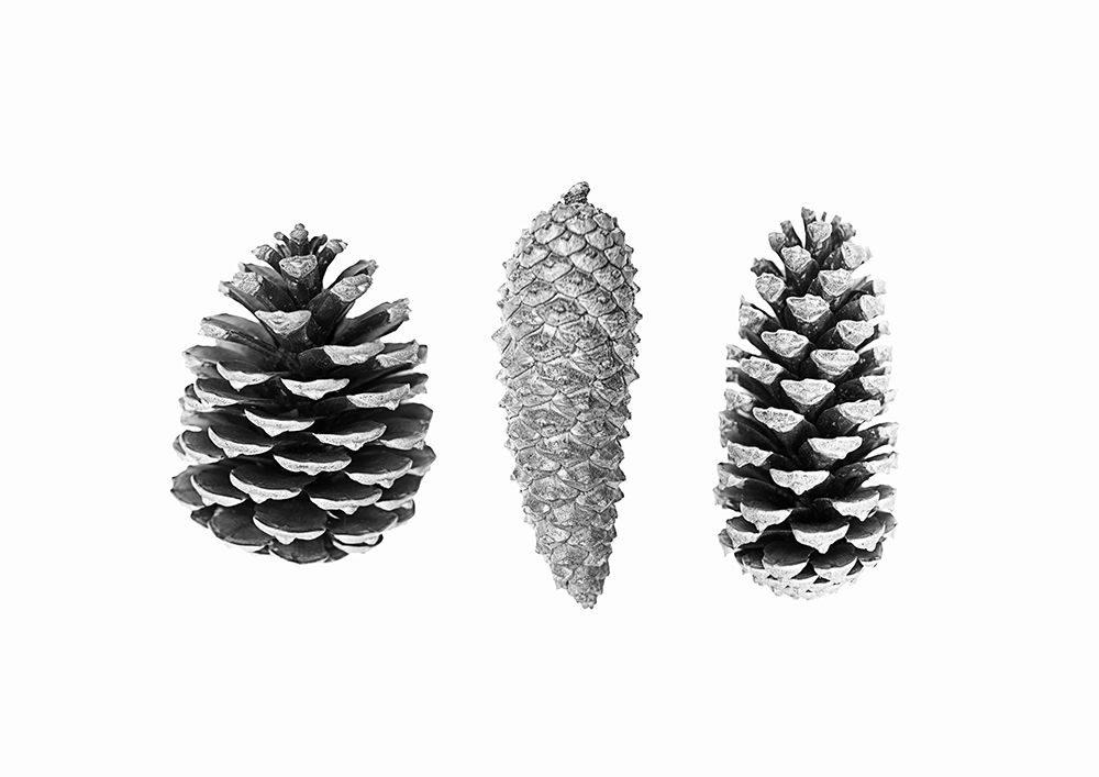 Pine Cone Study art print by Kathrin Pienaar for $57.95 CAD