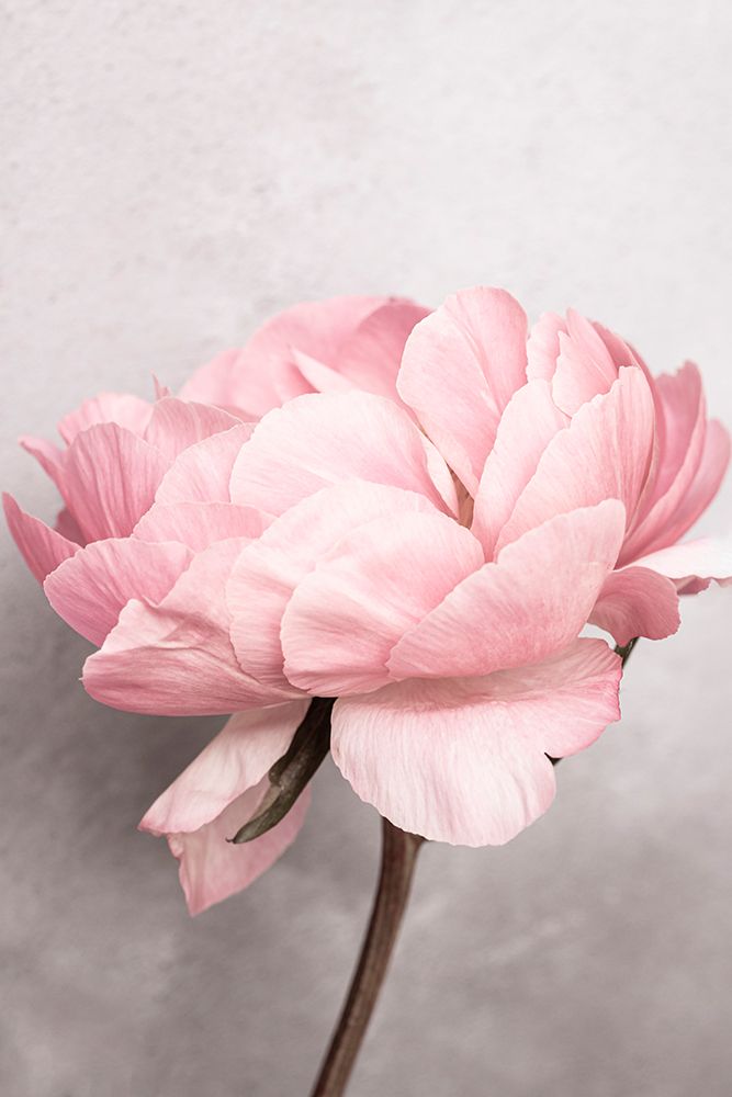 Peony art print by Kathrin Pienaar for $57.95 CAD