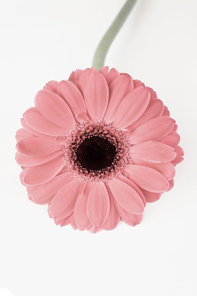 Pink Gerbera II art print by Kathrin Pienaar for $57.95 CAD