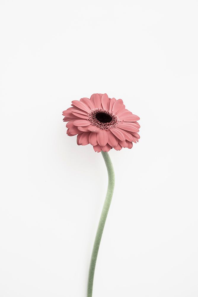 Pink Gerbera art print by Kathrin Pienaar for $57.95 CAD
