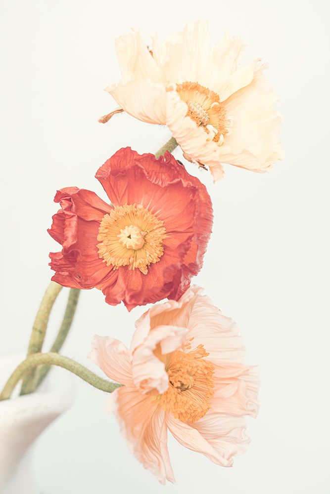 Poppies art print by Kathrin Pienaar for $57.95 CAD
