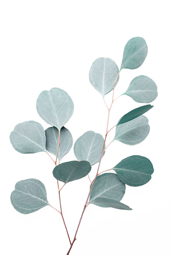 Silverdollar art print by Kathrin Pienaar for $57.95 CAD