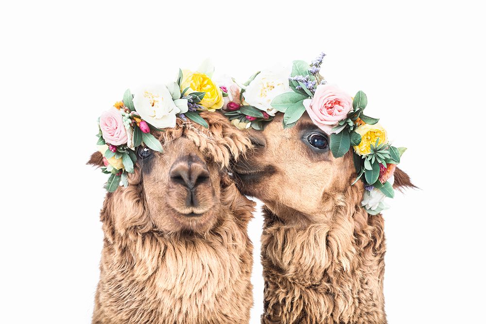 Boho Alpacas art print by Kathrin Pienaar for $57.95 CAD