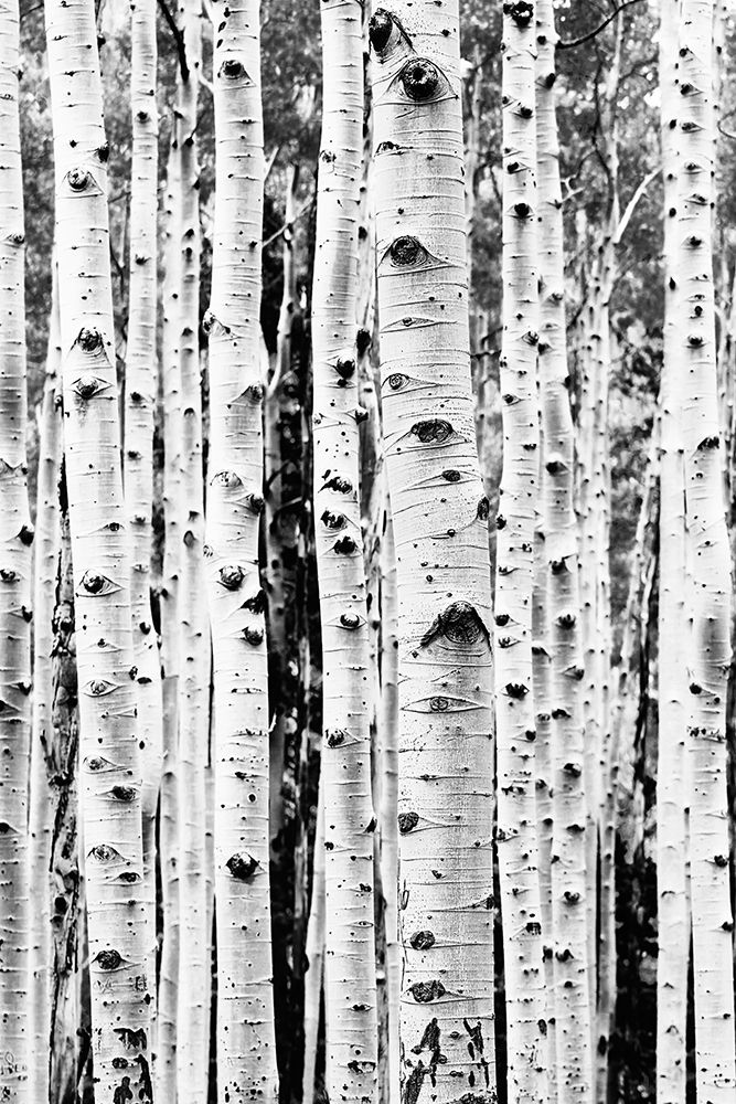 Birches art print by Kathrin Pienaar for $57.95 CAD