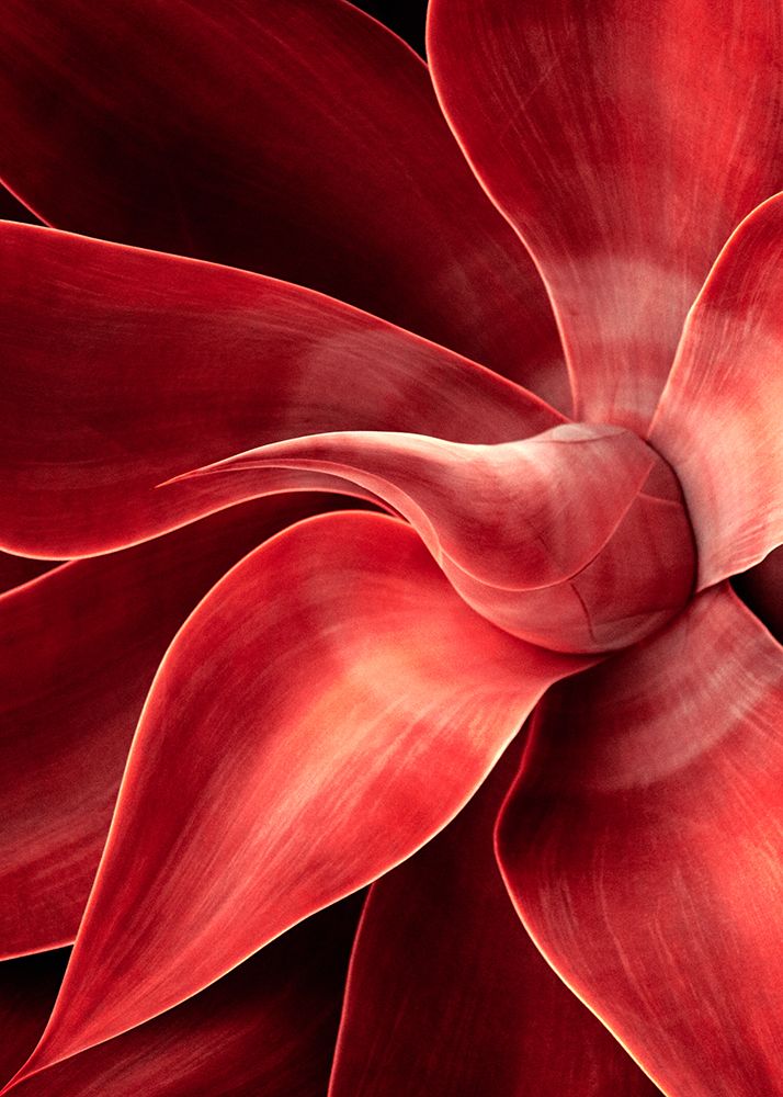 Shades Of Red art print by Robin Wechsler for $57.95 CAD