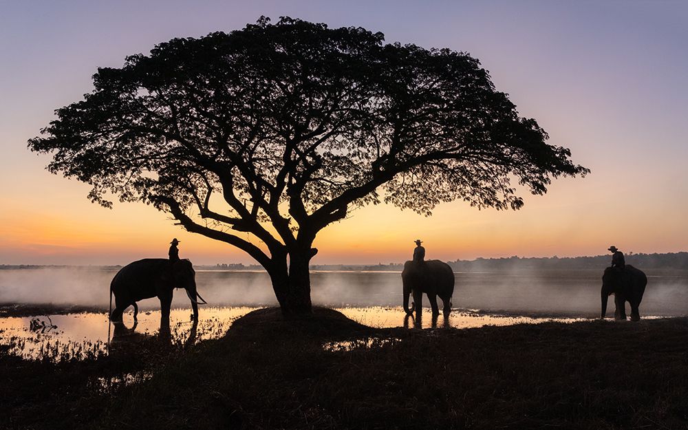 Elephants of Surin art print by Anges van der for $57.95 CAD