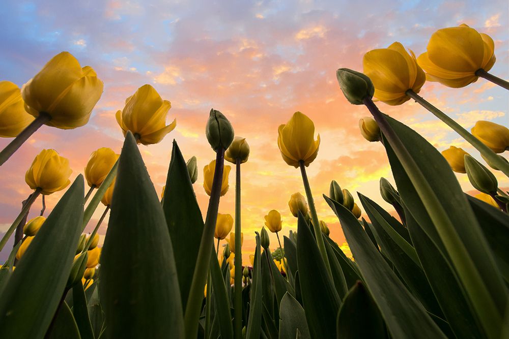 Yellow Tulips... art print by Merthan Kortan for $57.95 CAD