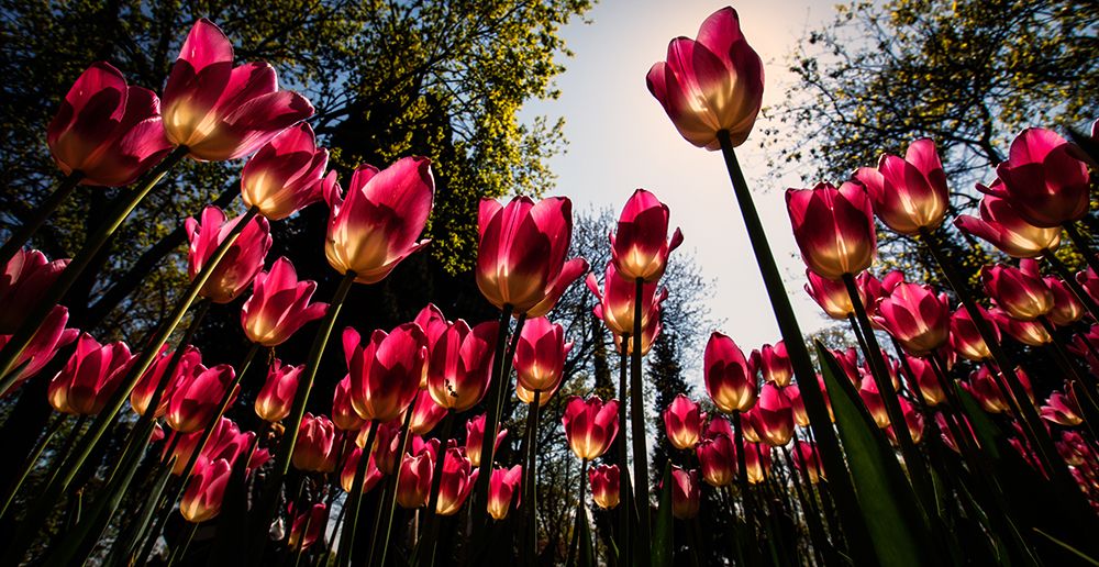 Red Tulips... art print by Merthan Kortan for $57.95 CAD