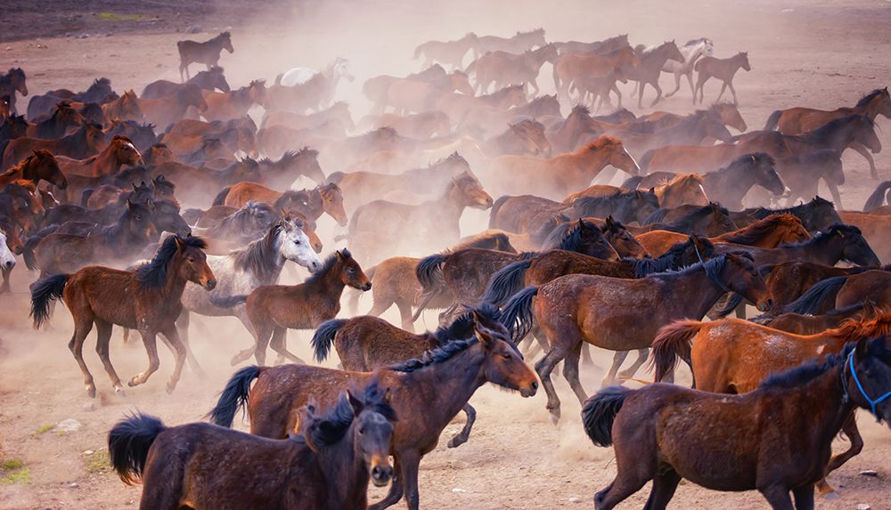 Horses... art print by Merthan Kortan for $57.95 CAD