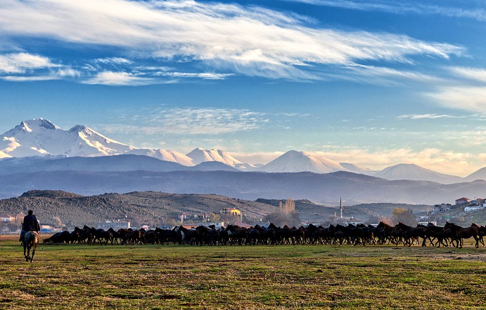 Horses... art print by Merthan Kortan for $57.95 CAD