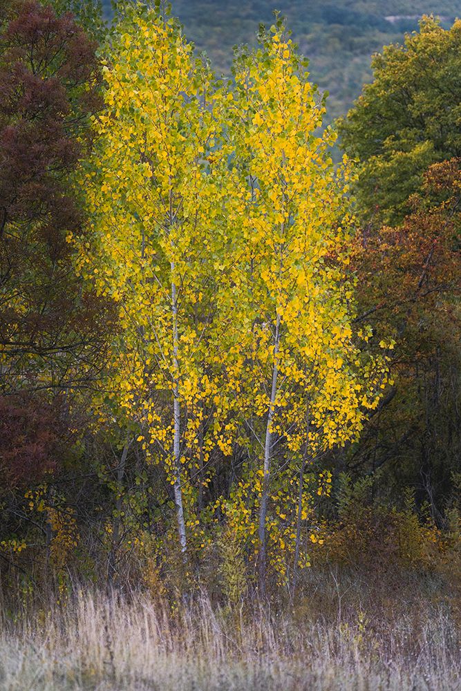 Trees art print by Josip Milicevic for $57.95 CAD