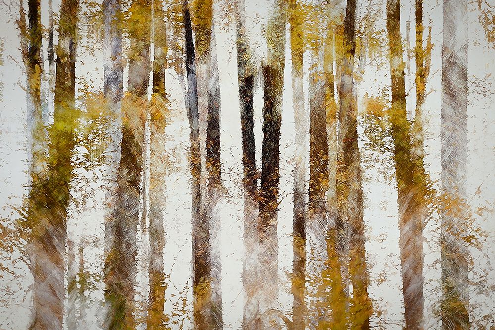 Beech In Autumn art print by Nel Talen for $57.95 CAD