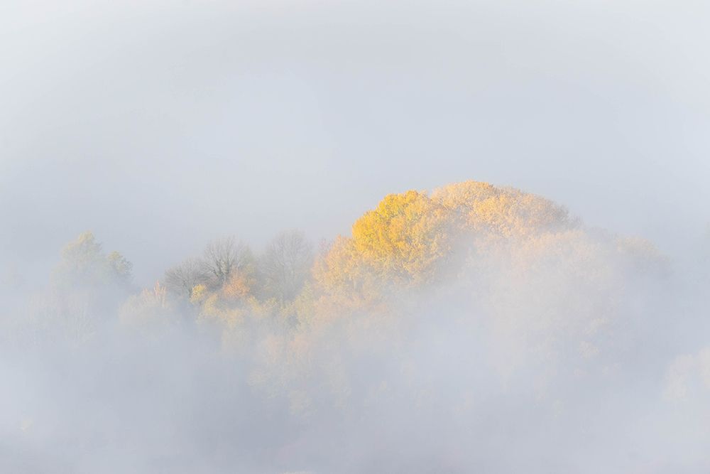 Trees In Fog art print by Josip Milicevic for $57.95 CAD