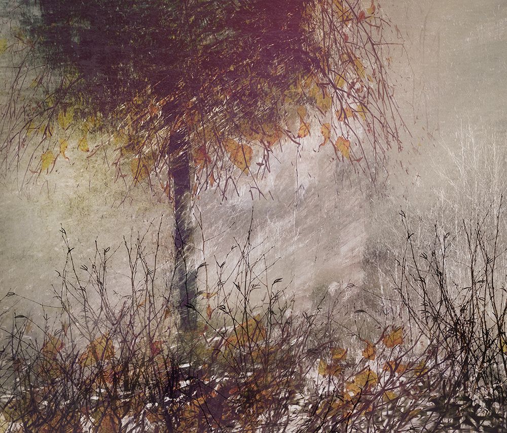 The Birch art print by Nel Talen for $57.95 CAD