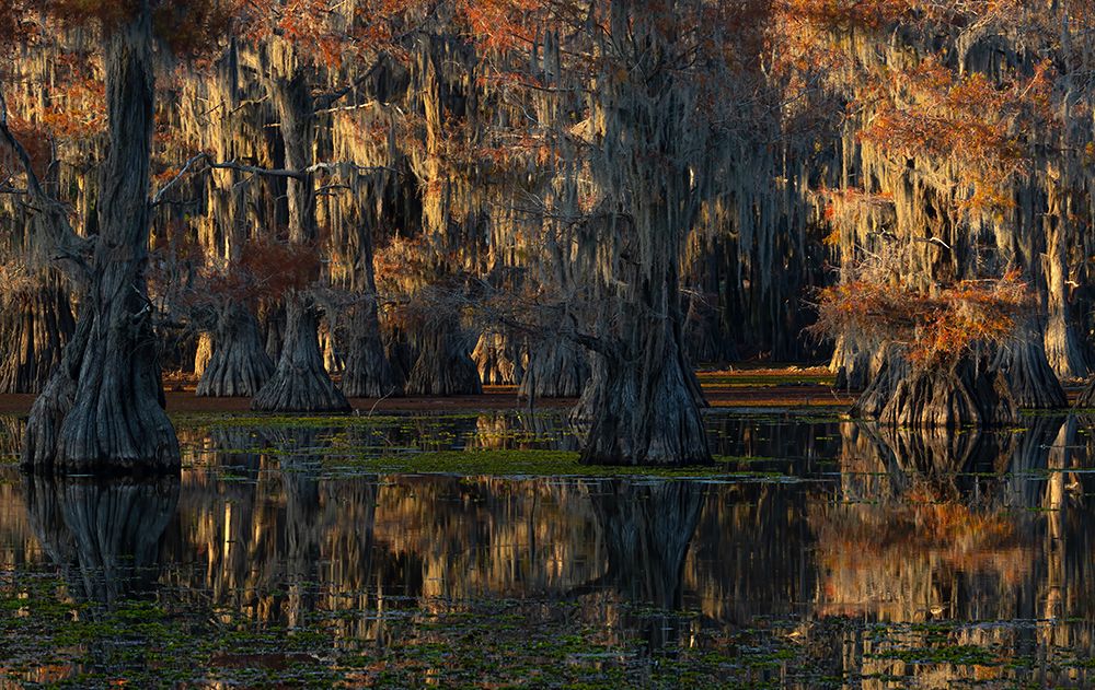 Caddo Lake art print by Johnson Huang for $57.95 CAD