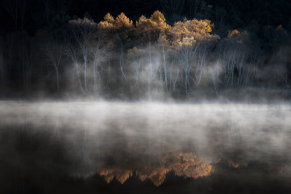 Golden Trees Morning Mist art print by Mutsumi Iwakura for $57.95 CAD