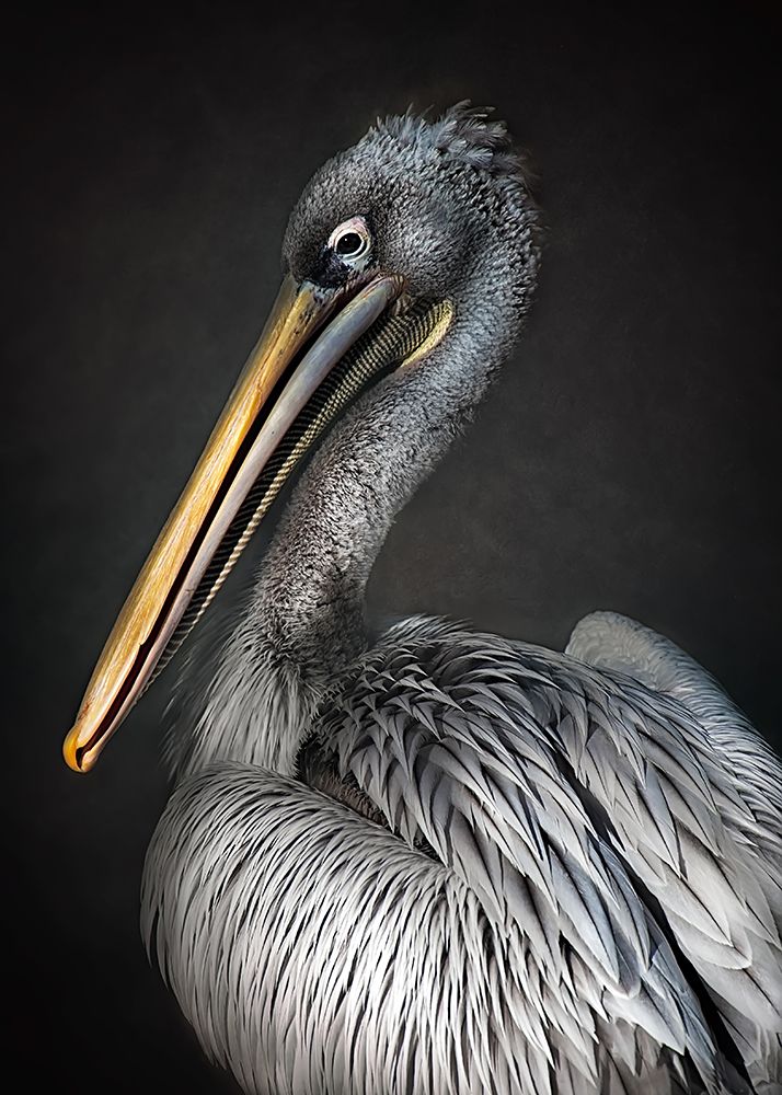 Pelican Portrait art print by Santiago Pascual Buye for $57.95 CAD