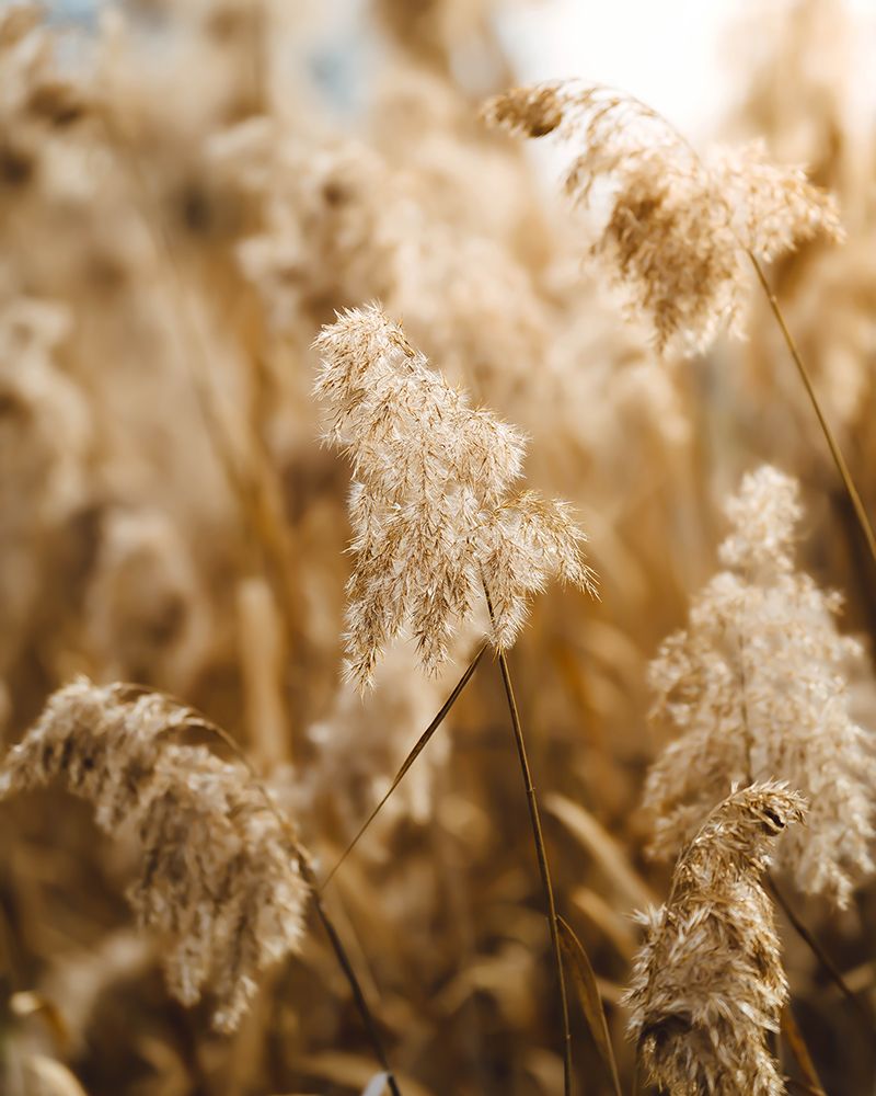 Reed Flower art print by Josip Milicevic for $57.95 CAD