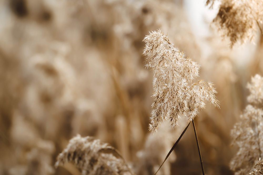 Reed Flower art print by Josip Milicevic for $57.95 CAD