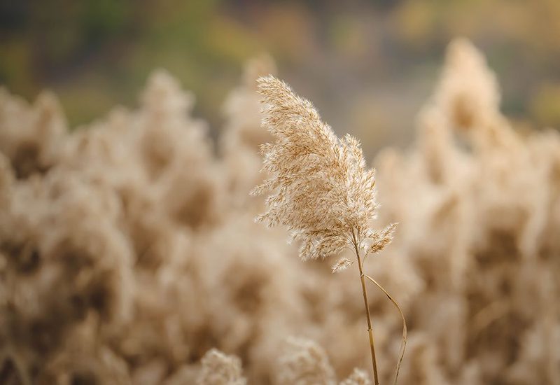 Reed Flower art print by Josip Milicevic for $57.95 CAD