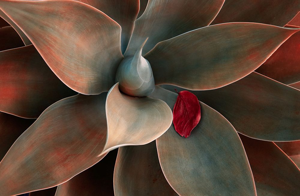 Red Leaf Down art print by Robin Wechsler for $57.95 CAD