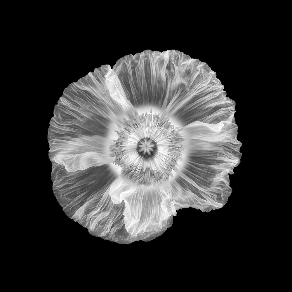 Poppy art print by Lotte Gronkjar for $57.95 CAD