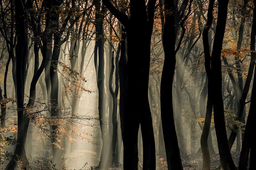 Speulderbos art print by Chris Coenders for $57.95 CAD