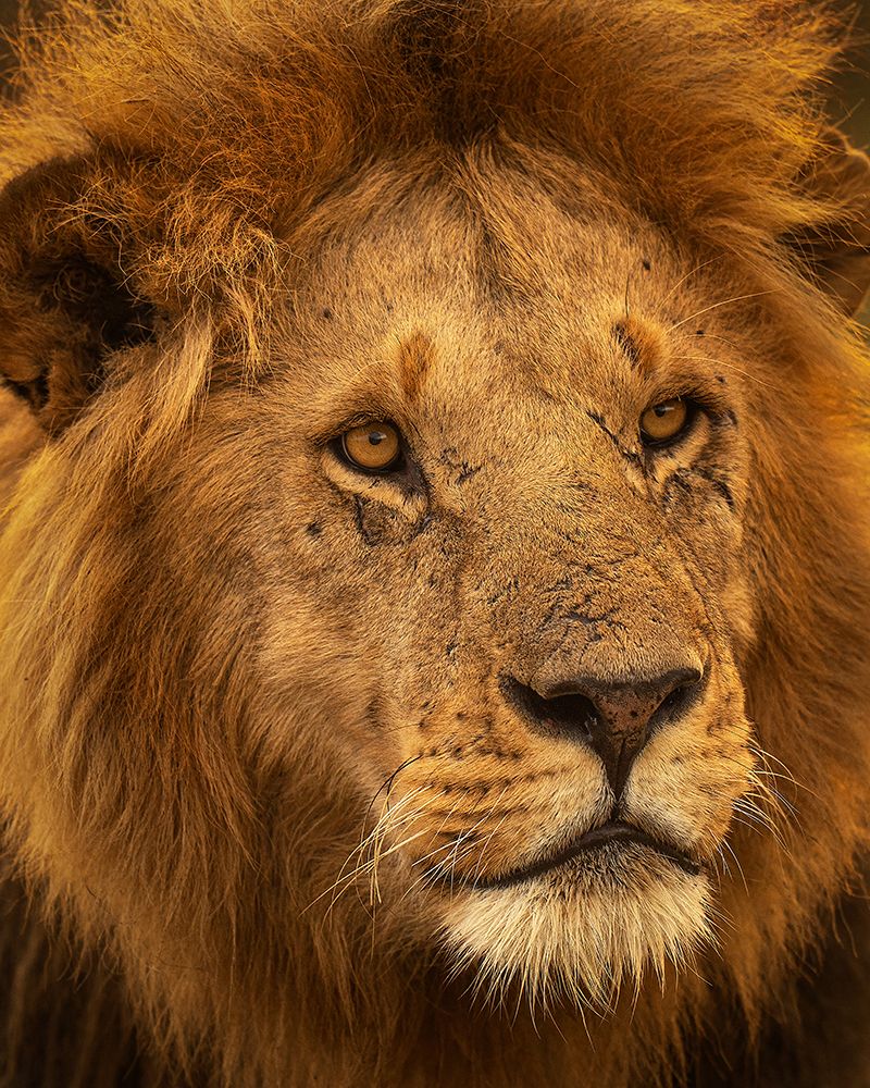 The King art print by Yogesh Bhatia for $57.95 CAD