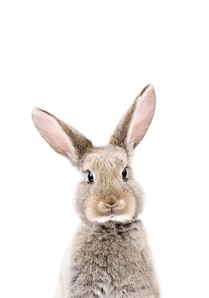 Baby Rabbit art print by Kathrin Pienaar for $57.95 CAD