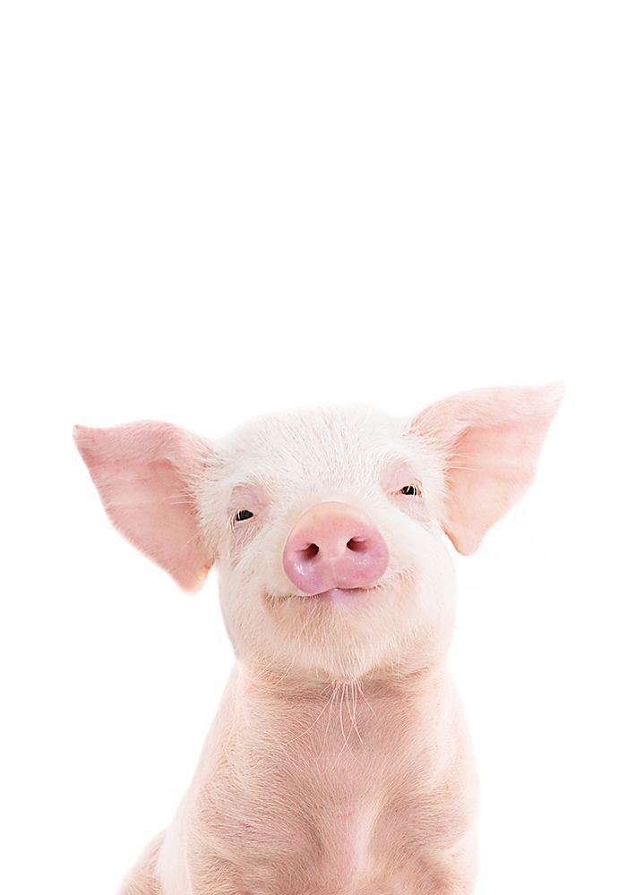 Baby Pig art print by Kathrin Pienaar for $57.95 CAD