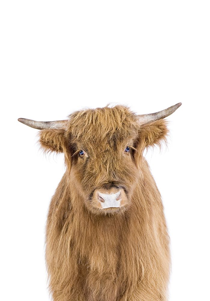 Baby Cow art print by Kathrin Pienaar for $57.95 CAD