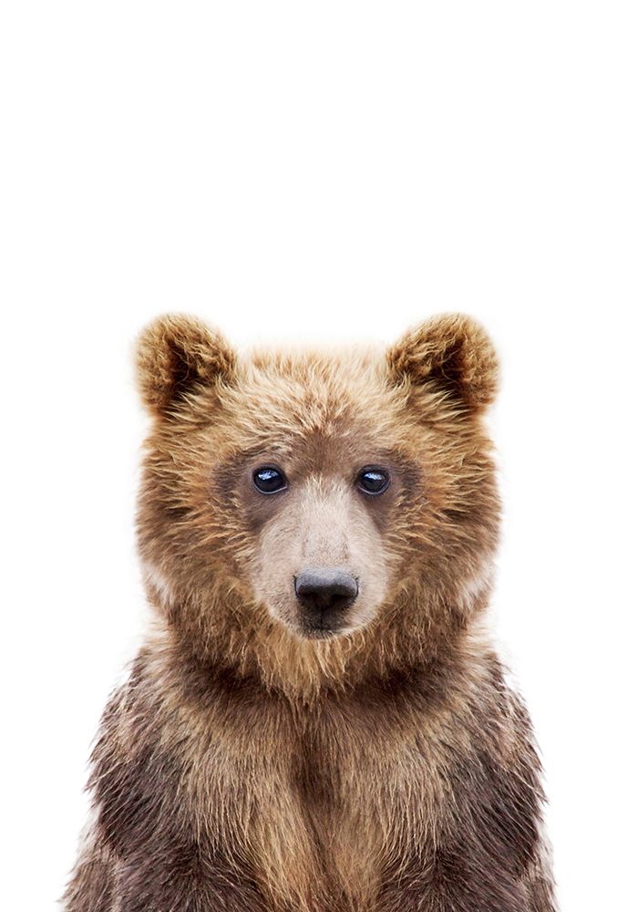 Baby Bear art print by Kathrin Pienaar for $57.95 CAD