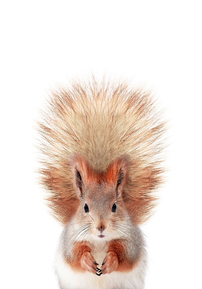 Baby Squirel art print by Kathrin Pienaar for $57.95 CAD
