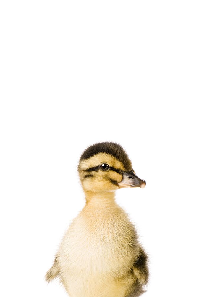Baby Duck art print by Kathrin Pienaar for $57.95 CAD