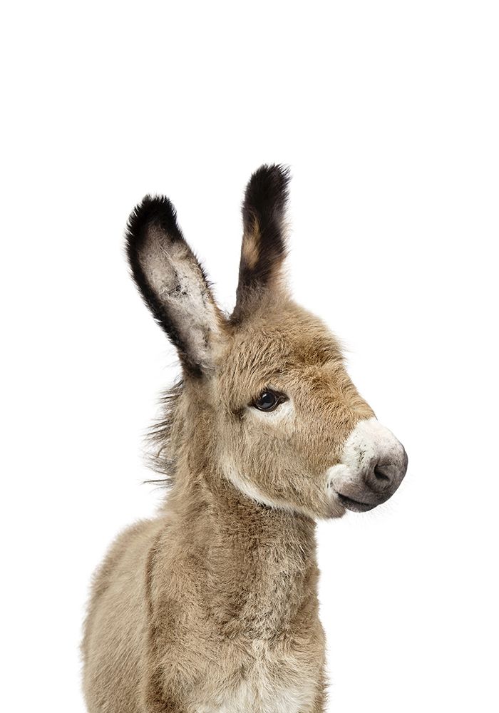 Baby Donkey art print by Kathrin Pienaar for $57.95 CAD