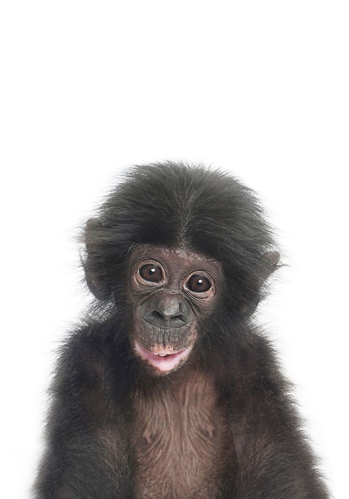 Baby Monkey art print by Kathrin Pienaar for $57.95 CAD