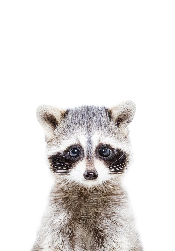Baby Racoon art print by Kathrin Pienaar for $57.95 CAD