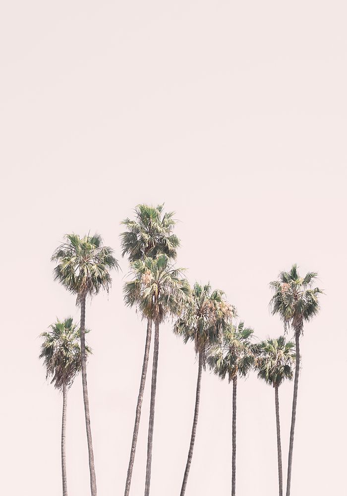 Blush Palms art print by Kathrin Pienaar for $57.95 CAD