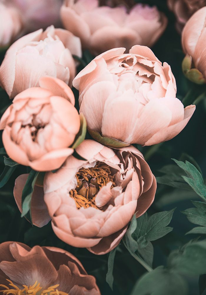 Coral Peonies art print by Kathrin Pienaar for $57.95 CAD