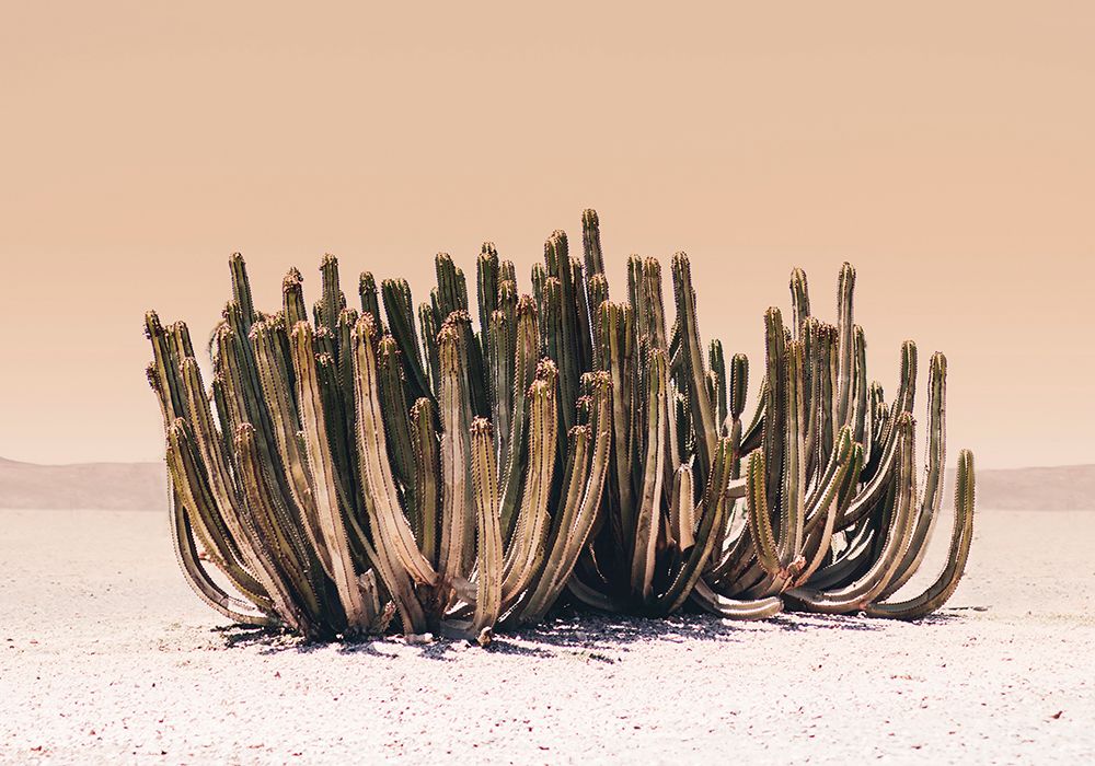 Peach Sky Cactus art print by Kathrin Pienaar for $57.95 CAD