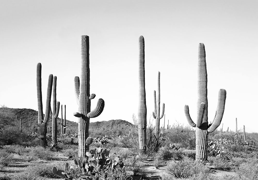 Grey Cactus Land art print by Kathrin Pienaar for $57.95 CAD