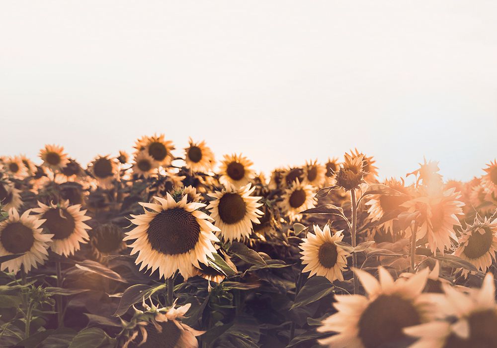 Sunflowers art print by Kathrin Pienaar for $57.95 CAD