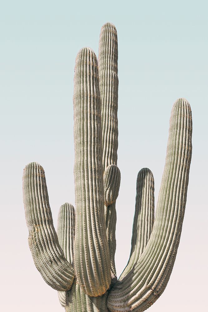 Saguaro art print by Kathrin Pienaar for $57.95 CAD