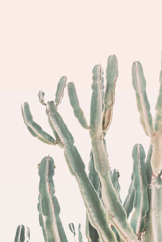Sunrise Cactus art print by Kathrin Pienaar for $57.95 CAD