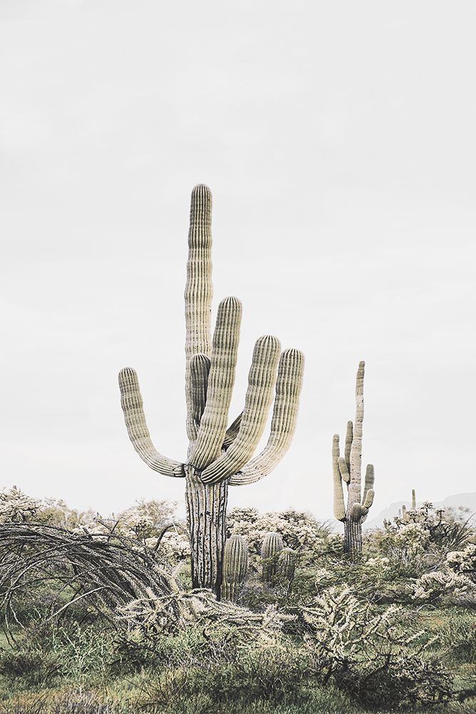 Pink Saguaro art print by Kathrin Pienaar for $57.95 CAD