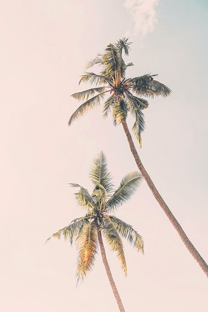 Tropical Palms art print by Kathrin Pienaar for $57.95 CAD